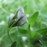 Lentil flower